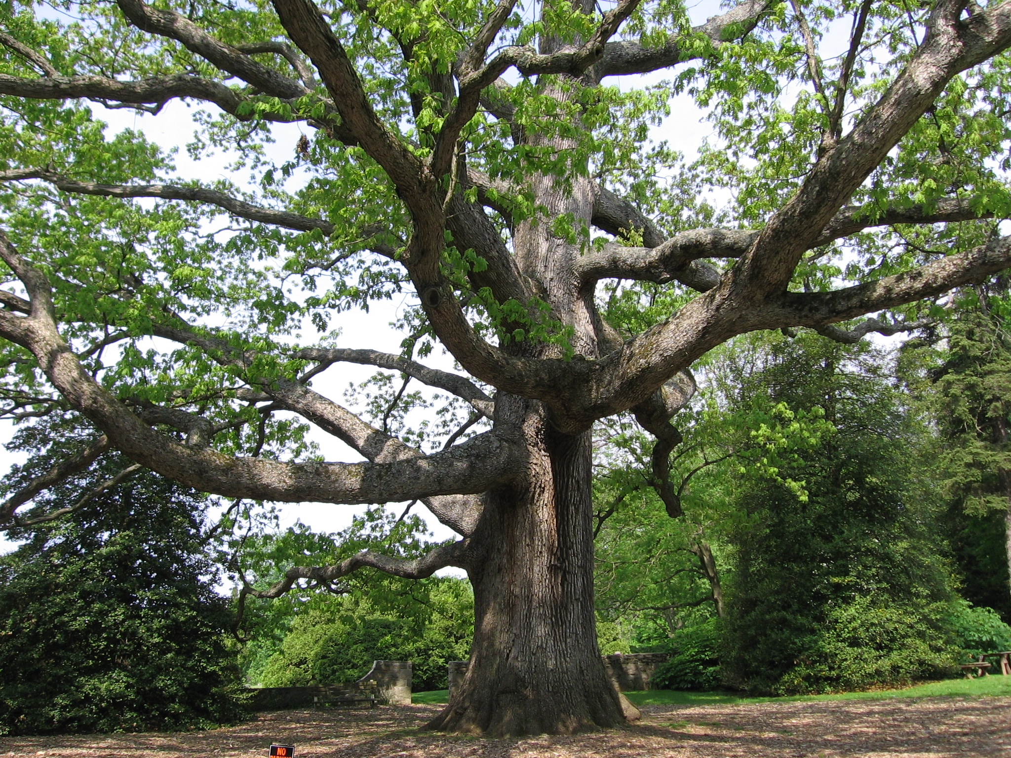 Large White oak pic